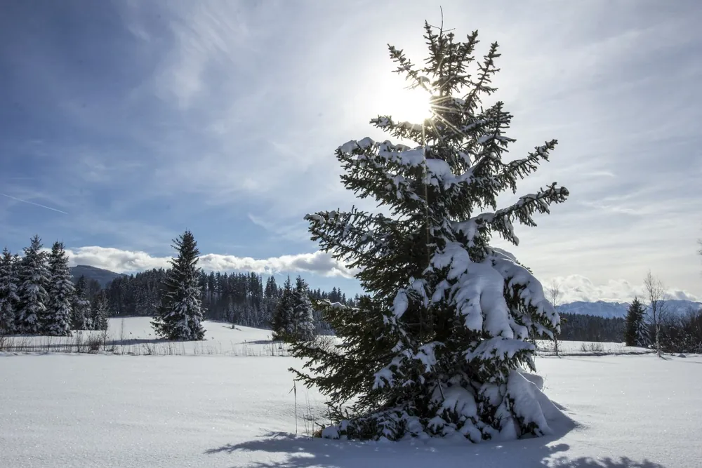 Ellbacher Moor im Winter